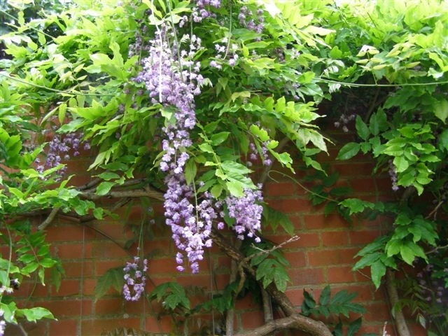 Wisteria Multijuga